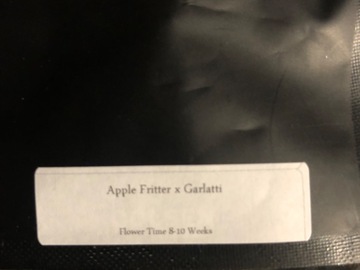 Sell: Apple fritter x garlati(Clearwater)
