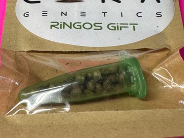 Sell: Dingos Gift