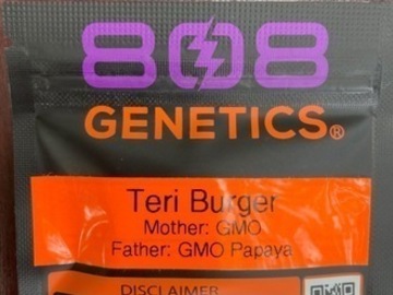 Auction: (AUCTION) Teri Burger from 808