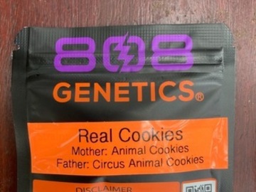 Auction: (AUCTION) Real Cookies from 808