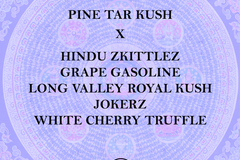 Sell: Pine Tar Kush Breeders Bundle - 75 Total Seeds