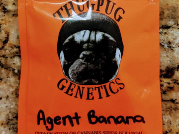 Sell: Thug Pug - Agent Banana