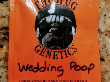 Vente: Thug Pug - Wedding Poop