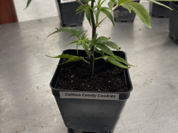 Sell: Tissue Culture - Cotton Candy Kush EV (Lavender x  Powerplant)