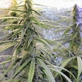 Vente: Old World ( Grinspoon x Colombia Kush )