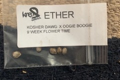 Vente: Ether (Kosher Dawg x Oogie Boogie) from Kre8 genetics