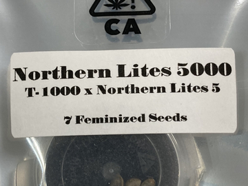 CSI - Northern Lites 5000 - 7 Feminized Seeds - Free Shipping