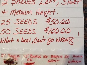 Sell: Bulk Balhk Open Pollinated Beans