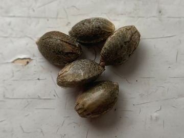 Sell: 5 x White Widow -feminized- seeds