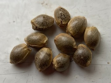 Sell: 5 x AK47 -feminized- seeds