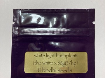 Bodhi Seeds - White Light Hashplant - 11 Regular seeds
