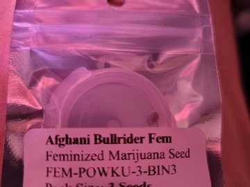 Sell: AFGHANI BULLRIDER by Original Harvest Seeds