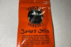 Sell: Thug Pug Genetics - Juniors Jello [MomsJello x Junior]