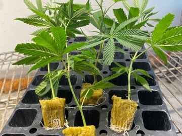 Auction: 3 Rooted afterdark clones (pcg)