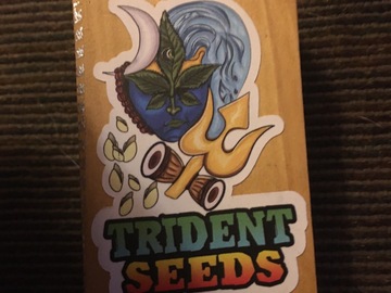 Sell: Trident seeds/landrace mafia araku valley mango