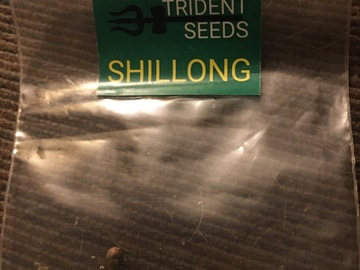 Sell: Trident seeds/landrace mafia Shillong