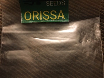 Sell: Trident seeds/landrace mafia Orissa