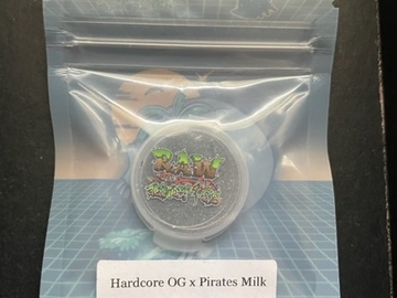 Sell: Tiki Madman x Raw Genetics - Hardcore OG x Pirates Milk