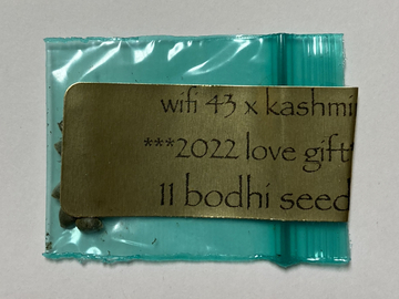 Bodhi Seeds - Wifi x Kashmir - 12 Regular seeds - Free shipping