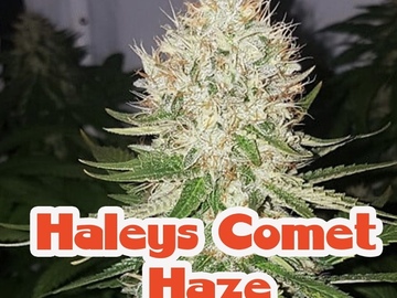Sell: Haley’s Comet