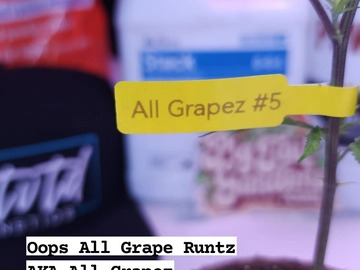 Sell: All Grapez #5 (Grape Gas x Runtz Bx | +1 Free Clone)