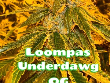 Sell: Loompas underdawg