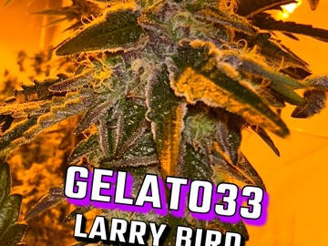 Sell: Gelato 33 (Larry Bird)