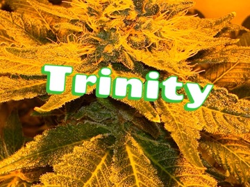 Sell: Trinity (Oregon clone-only)