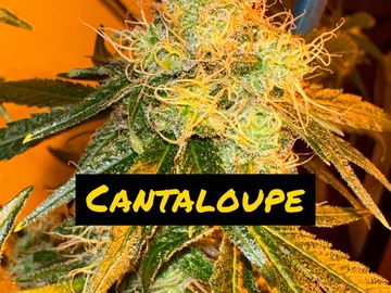 Sell: Cantaloupe
