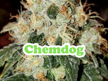 Sell: Chemdog 91