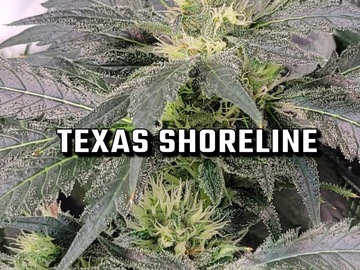 Sell: Texas shoreline