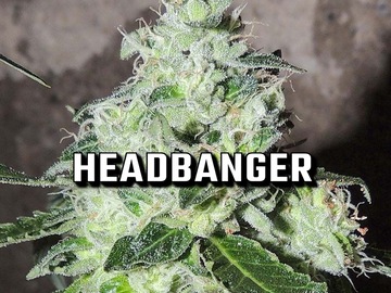 Sell: Headbanger