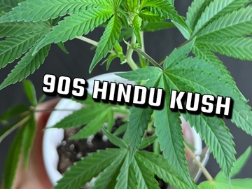 Sell: 90s Hindu Kush (pungent heirloom)