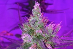 Vente: Pink Woolly OG (PWOG X Sweet Pink) by: TFSC