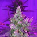 Vente: Pink Woolly OG (PWOG X Sweet Pink) by: TFSC