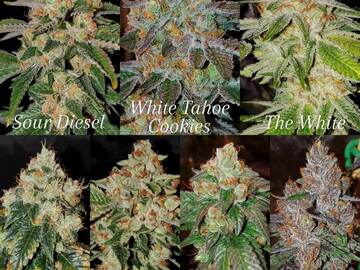 Auction: YOUR CHOICE OF ANY 4 STRAINS (AUCTION ENDS TONIGHT)