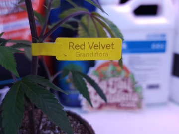 Sell: Red Velvet (Grandiflora | Free Shipping + 1 Free Clone)