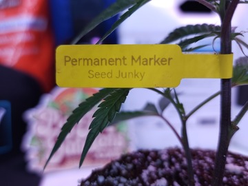 Sell: Permanent Marker (Seed Junky | Free Shipping + 1 Free Clone)