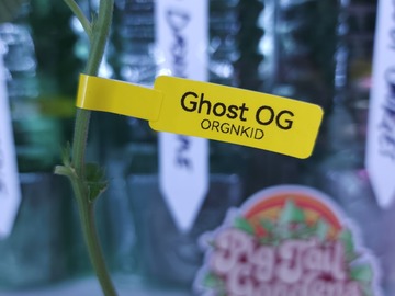 Sell: Ghost OG (orgnkd | Free Shipping + 1 Free Clone)