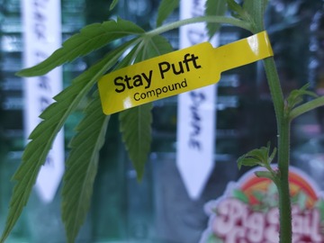 Venta: Stay Puft (Compound Genetics | Free Shipping + 1 Free Clone)