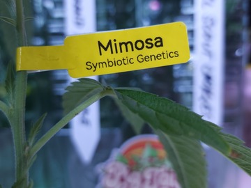 Vente: Mimosa (Symbiotic Genetics | Free Shipping + 1 Free Clone)