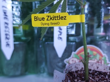 Vente: Blue ZkittleZ (Dying Breed | Free Shipping + 1 Free Clone)