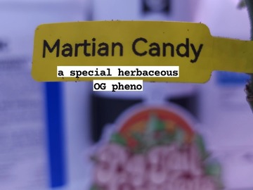 Vente: Martian Candy (OG Kush Pheno | Free Shipping + 1 Free Clone)