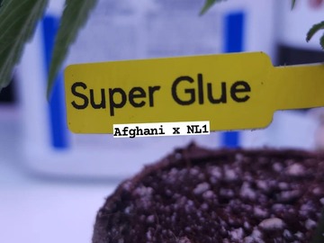 Venta: Super Glue (Afghani x NL1 | Free Shipping + 1 Free Clone)