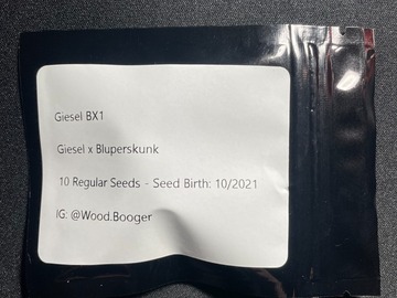 Vente: Giesel BX1 (10 Regular Seeds)