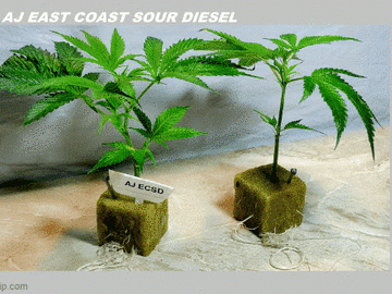 Venta: AJ's Sour Diesel aka ECSD (Chem D x MA Super Skunk) - PCG Cut