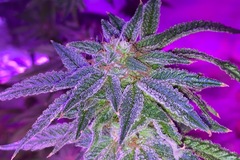 Vente: Twin Flame Cookies (Firedawg Cookies #5 X Megalodon) by: TFSC