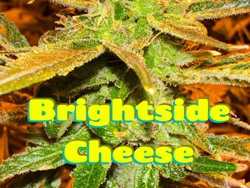 Sell: Brightside Cheese (half off this weekend only!)