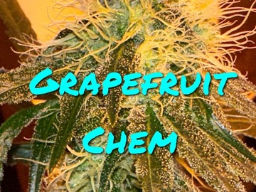 Sell: Grapefruit Chem