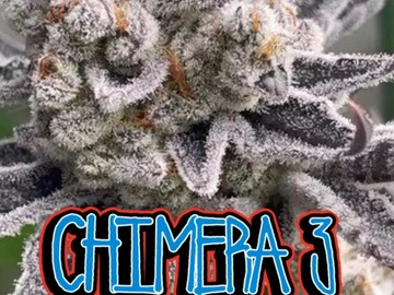 Auction: 1 WINTER SUNSET & 1 CHIMERA 3 CLONE AUCTION [ENDS SUNDAY]